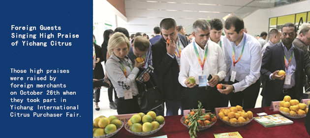 Foreign Guests Singing High Praise of Yichang Citrus