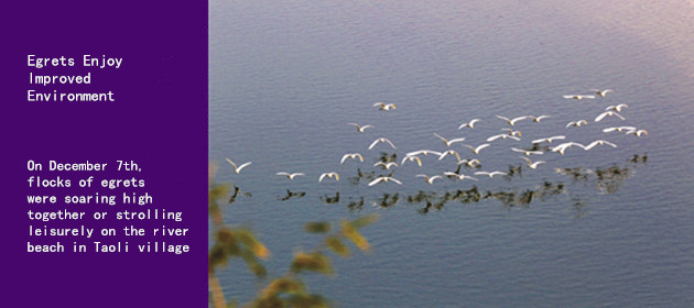 Egrets Enjoy Improved Environment