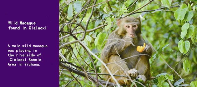Wild Macaque found in Xialaoxi