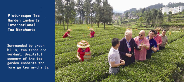 Picturesque Tea Garden Enchants International Tea Merchants