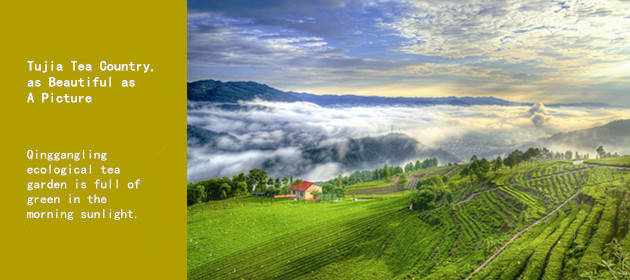Tujia Tea Country, as Beautiful as A Picture