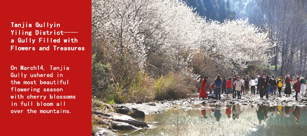 Tanjia Gullyin Yiling District——a Gully Filled with Flowers and Treasures