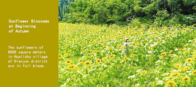 Sunflower Blossoms at Beginning of Autumn