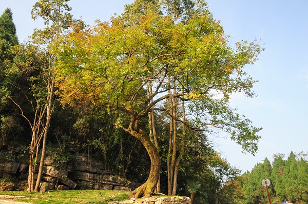 古树名木42050200012