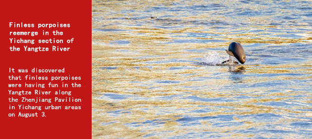 Finless porpoises reemerge in the Yichang section of the Yangtze River