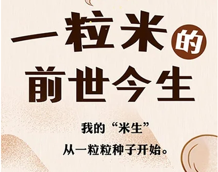 一粒米的前世今生