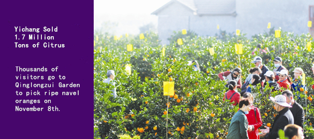 Yichang Sold 1.7 Million Tons of Citrus