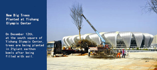 New Big Trees Planted at Yichang Olympic Center