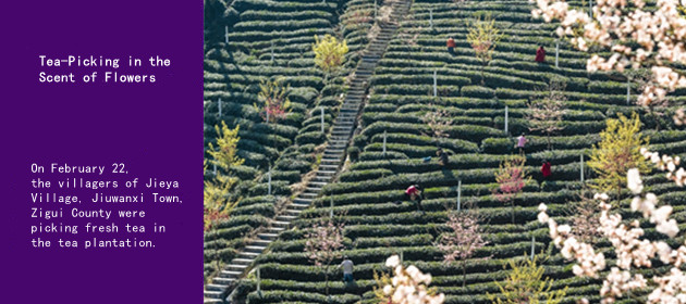 Tea-Picking in the Scent of Flowers