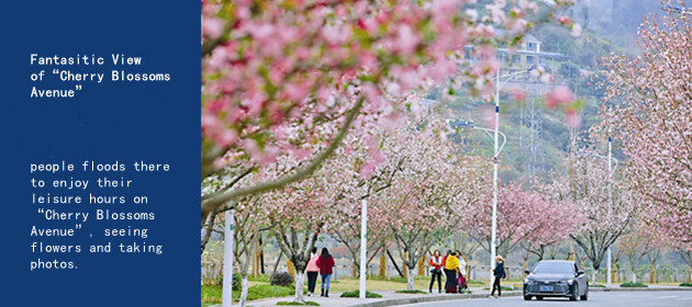  Fantasitic View of “Cherry Blossoms Avenue”