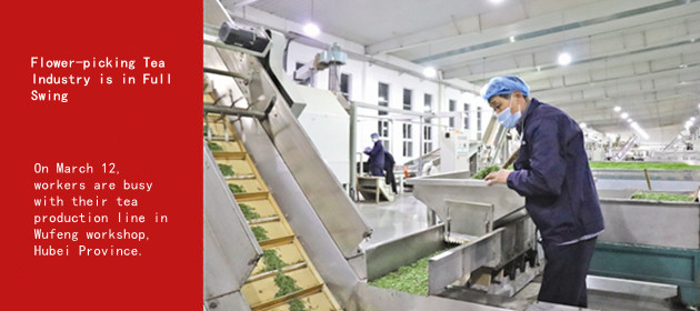 Flower-picking Tea Industry is in Full Swing