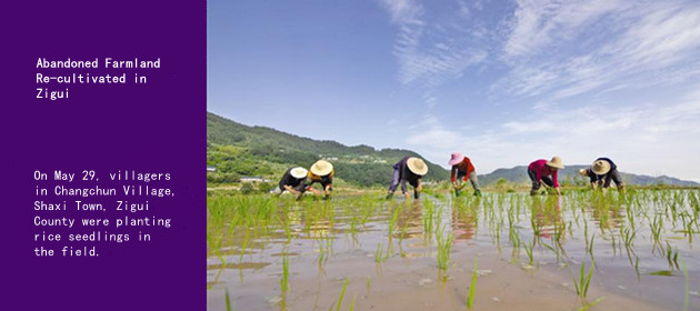 Abandoned Farmland Re-cultivated in Zigui