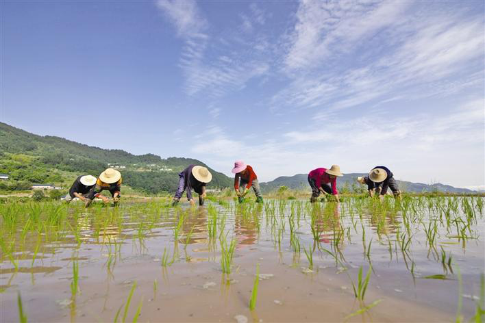 Abandoned Farmland Re-cultivated in Zigui