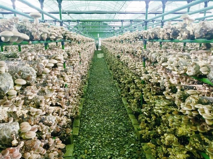 【远安】食用菌种植乡村振兴科技创新示范基地