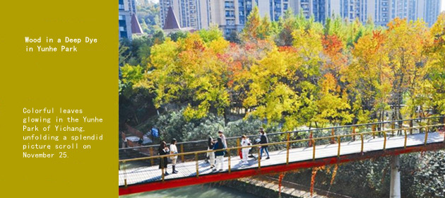 Wood in a Deep Dye in Yunhe Park