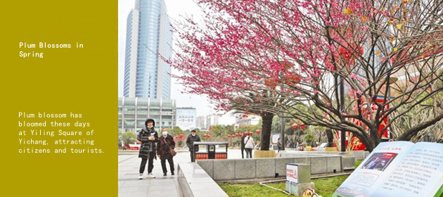 Plum Blossoms in Spring