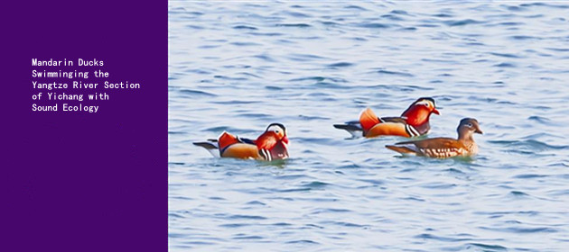 Mandarin Ducks Swimminging the Yangtze River Section of Yichang with Sound Ecology