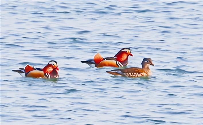 Mandarin Ducks Swimminging the Yangtze River Section of Yichang with Sound Ecology
