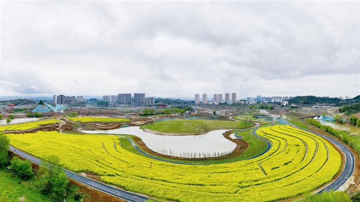 A Blooming Cole Flower 