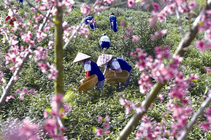 Ceremony of White Tea Promotion Launched