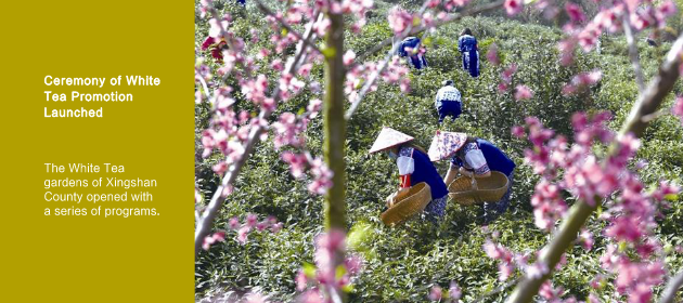 Ceremony of White Tea Promotion Launched