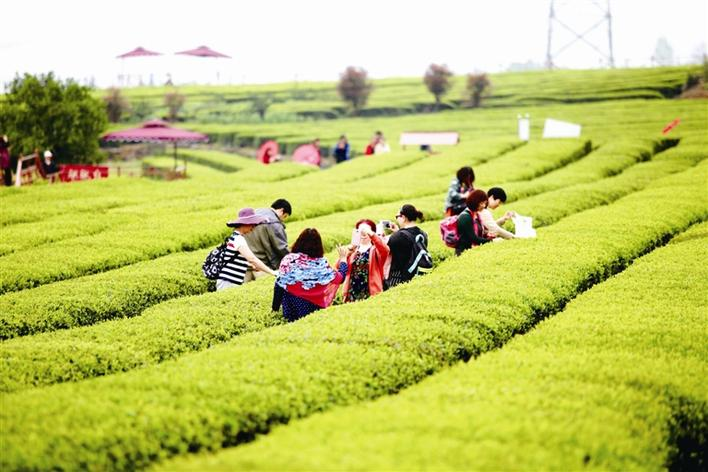 (市农业农村局 供图)位于宜都市王家畈镇的大风口生态茶园.(大希望