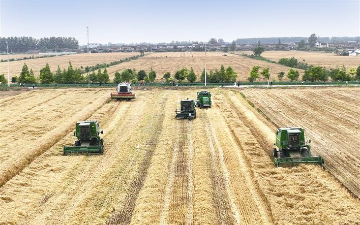 Bumper Wheat Harvest