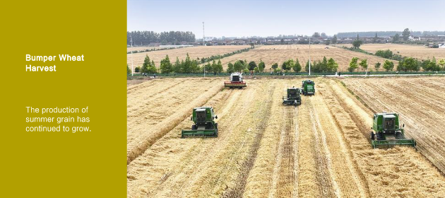 Bumper Wheat Harvest