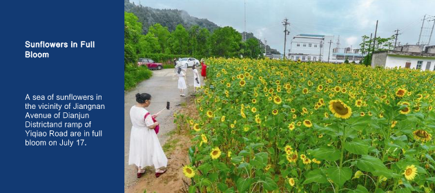 Sunflowers in Full Bloom