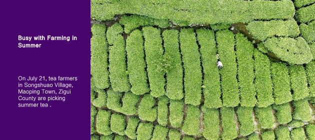 Busy with Farming in Summer