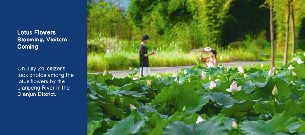 Lotus Flowers Blooming, Visitors Coming