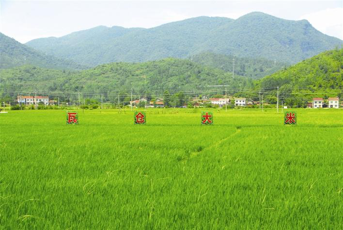 High Temperature and Drought Resistance for Rice Planting