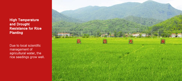 High Temperature and Drought Resistance for Rice Planting