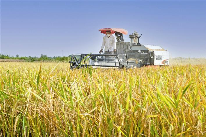Harvesting Starts in Autumn for Rice