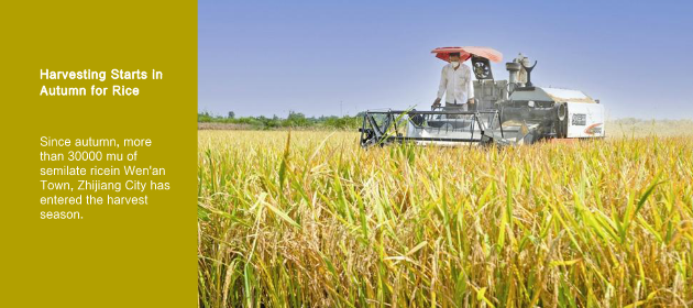 Harvesting Starts in Autumn for Rice