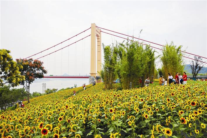 Sunflowers in Full Bloom Attracting Visitors