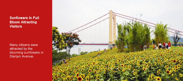 Sunflowers in Full Bloom Attracting Visitors