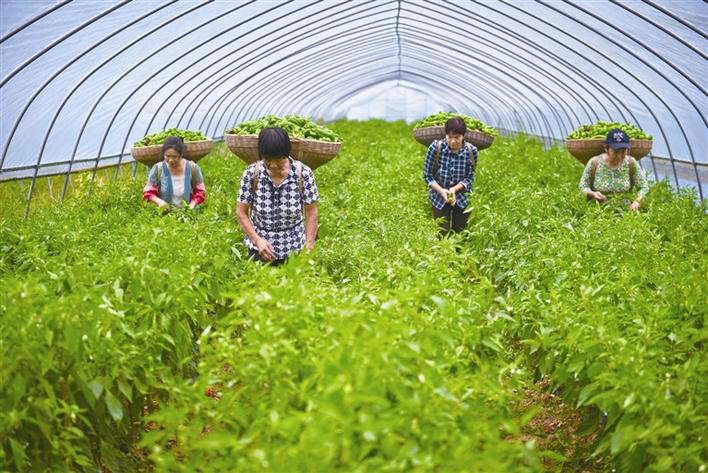 Villagers Are Busy Picking Peppers