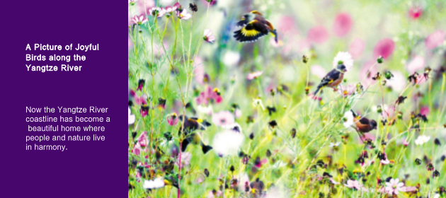 A Picture of Joyful Birds along the Yangtze River