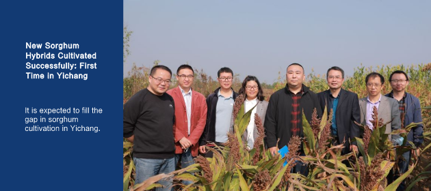 New Sorghum Hybrids Cultivated Successfully: First Time in Yichang
