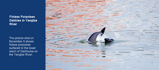 Finless Porpoises Dabbles in Yangtze River