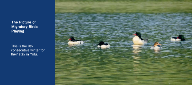 The Picture of Migratory Birds Playing 