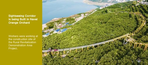 Sightseeing Corridor is being Built in Navel Orange Orchard