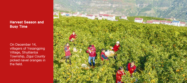 Harvest Season and Busy Time