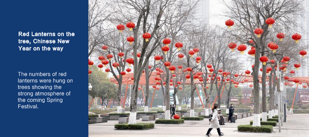 Red Lanterns on the tree, Chinese New Year on the way