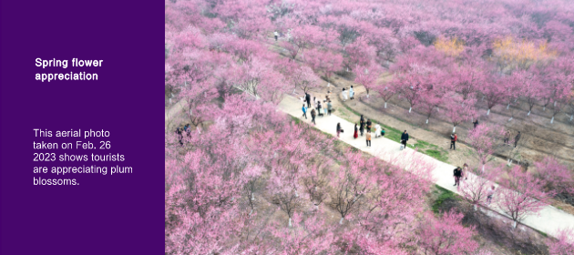 Spring flower appreciation