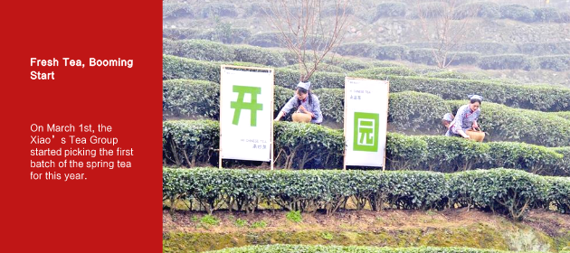 Fresh Tea, Booming Start