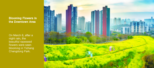 Blooming Flowers in the Downtown Area