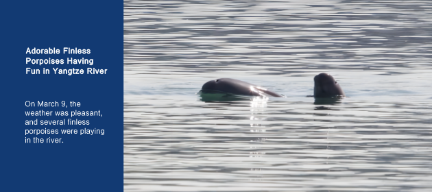 Adorable Finless Porpoises Having Fun in Yangtze River