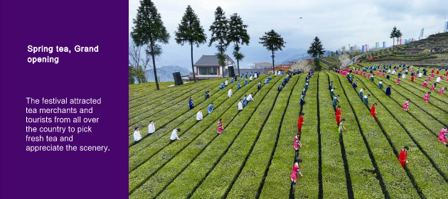 Spring tea, Grand opening